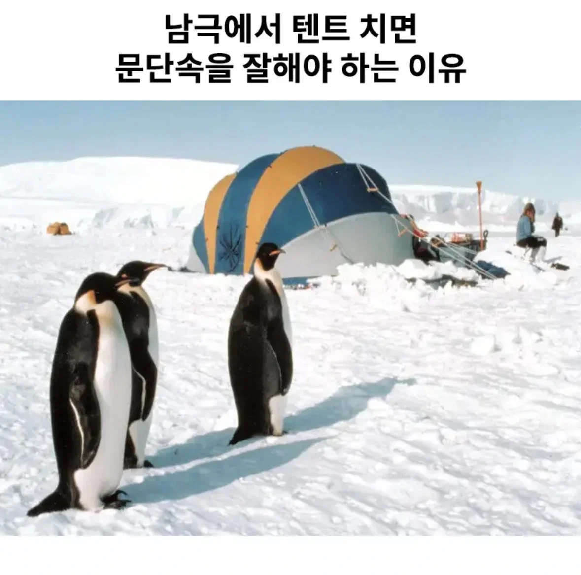 남극에서 잘때 문단속 잘해야 하는 이유 | 인스티즈