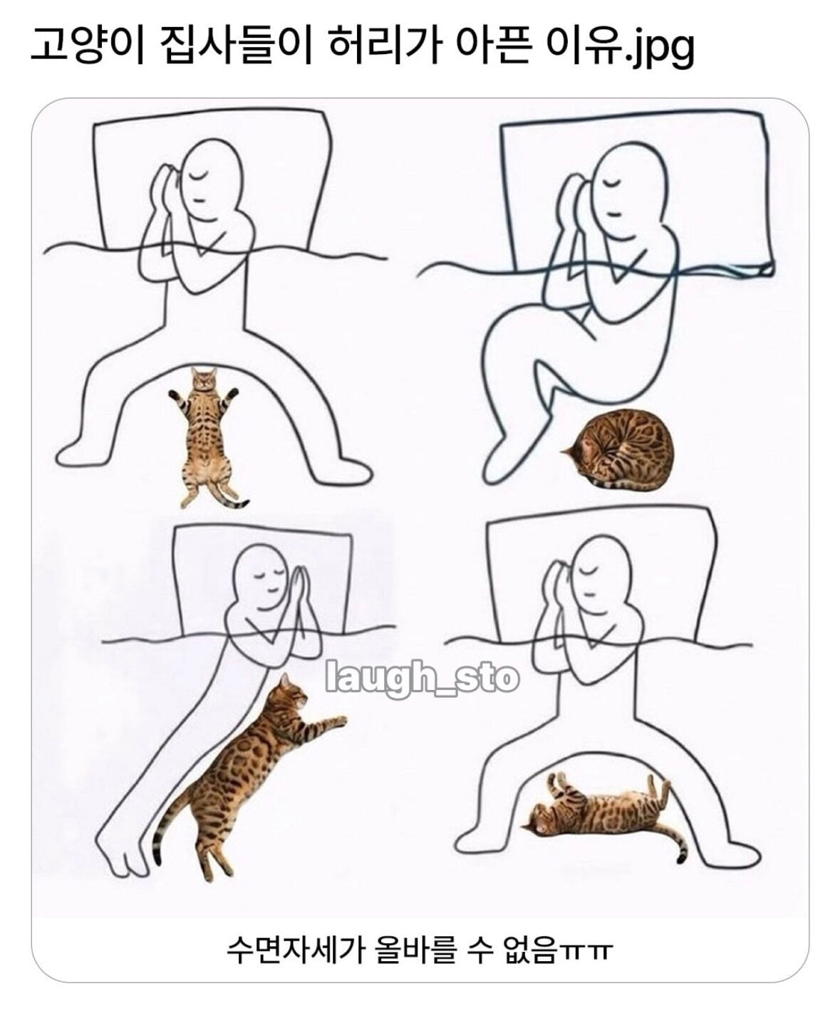 고양이 집사들의 허리가 아픈 이유 | 인스티즈