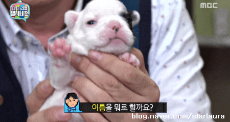 이경규 서장훈 같은 사람들 동물한테 미치는 이유가 궁금한 달글ㅋㅋ | 인스티즈